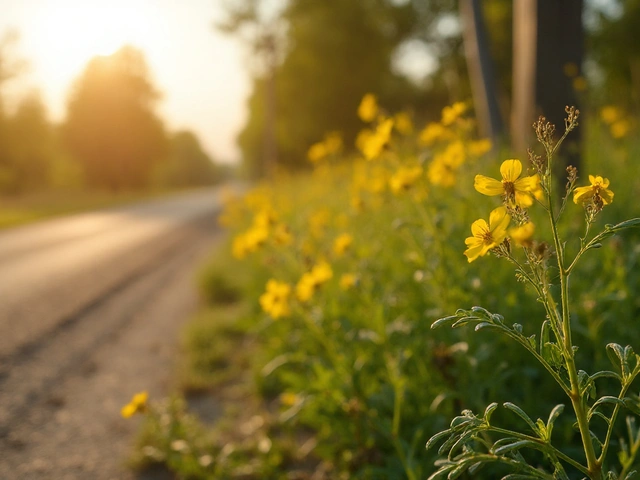 Hedge Mustard (Sisymbrium officinale): Science‑Backed Benefits, Uses, and Safety